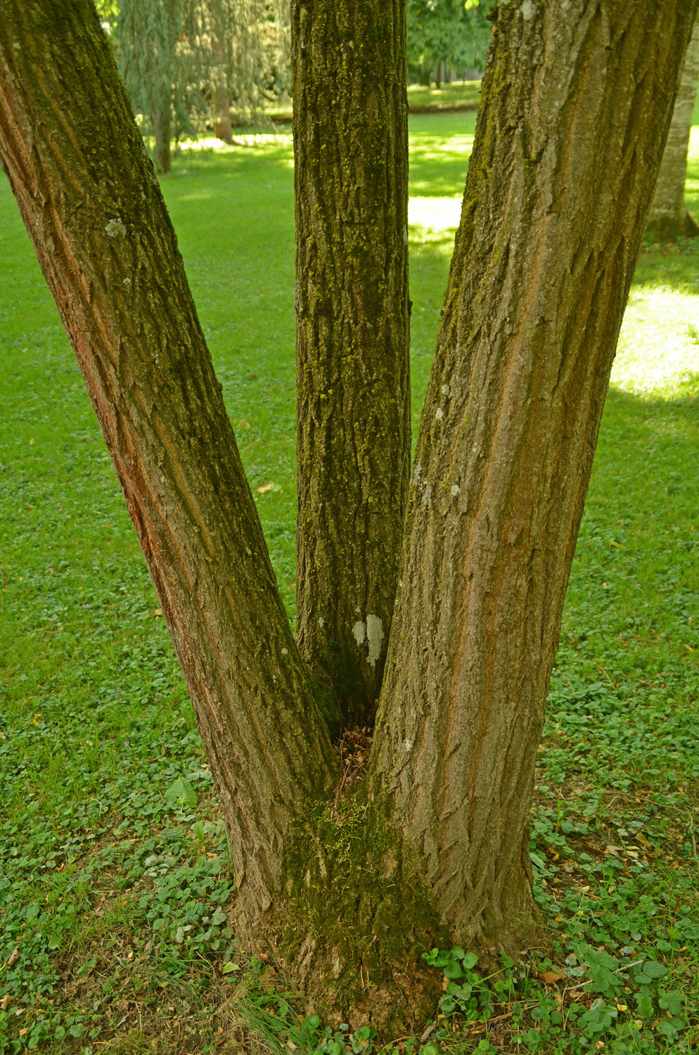 Robinia hispida var. kelseyi - Stuttgart-Hohenheim - Juli 2023