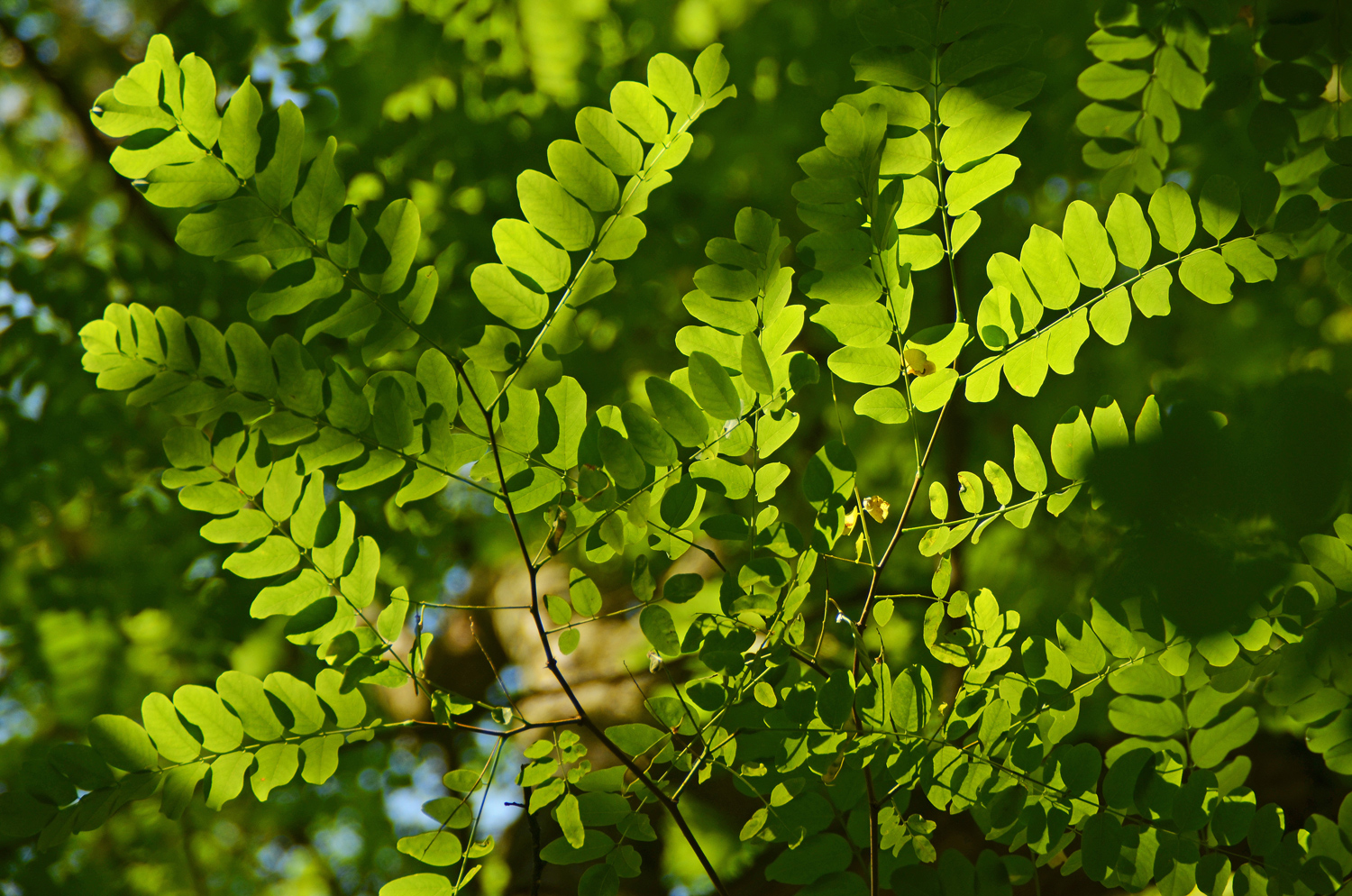 Robinia hispida var. kelseyi - Stuttgart-Hohenheim - Juli 2023