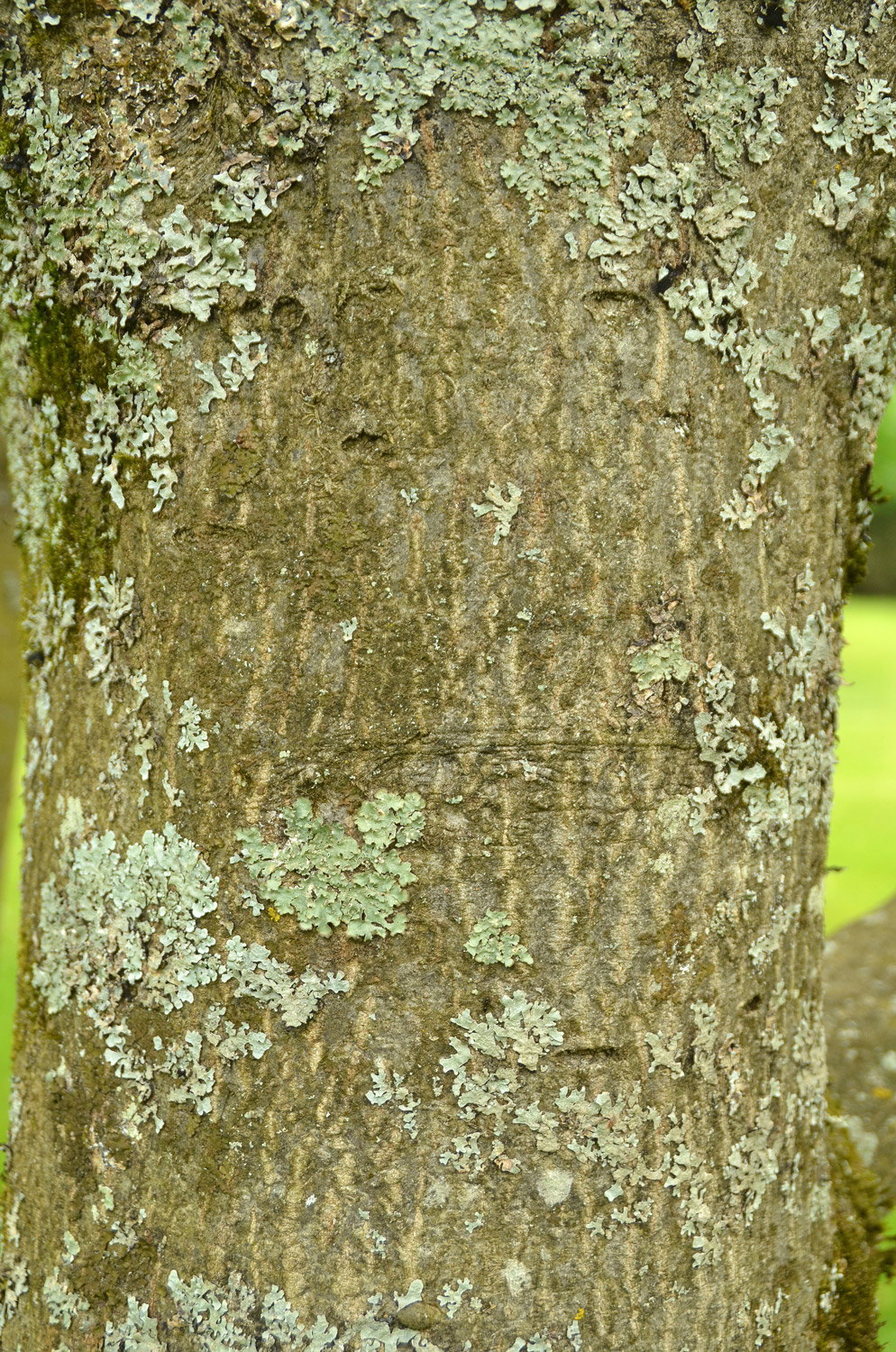 Sorbus aria - Stuttgart-Hohenheim - Mai 2023