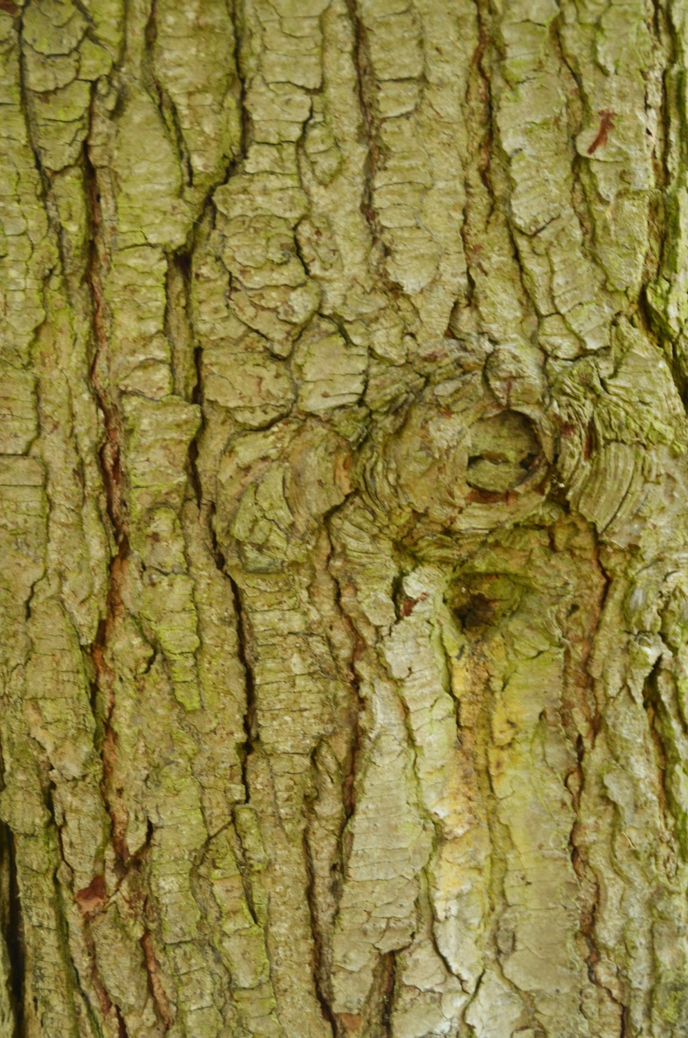 Tsuga canadensis 'Albospica' - Stuttgart-Hohenheim