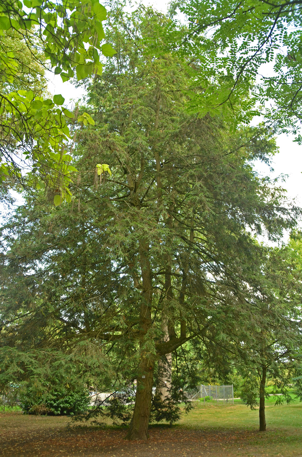 'Macrophylla' canadensis Tsuga