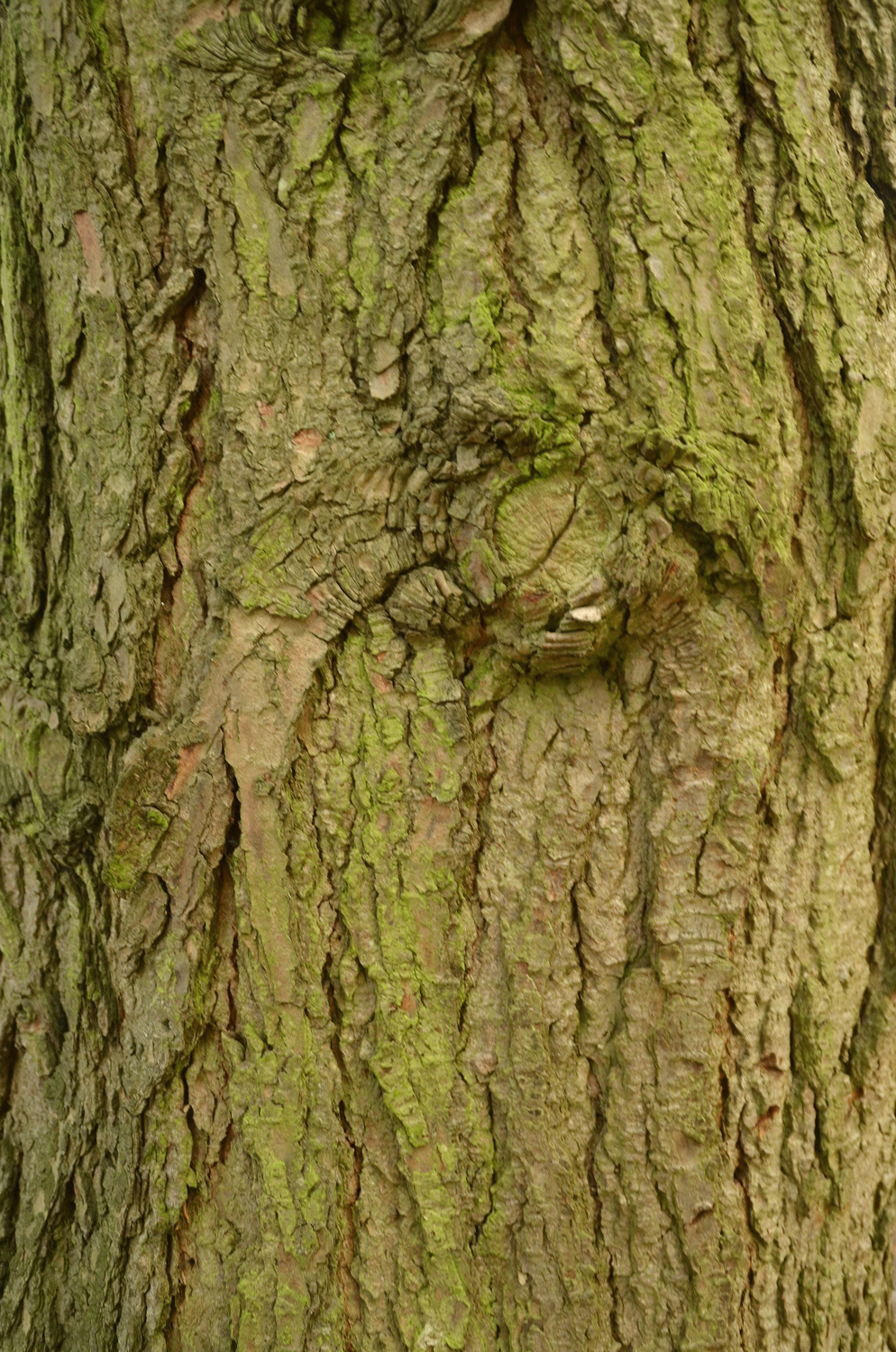 Tsuga canadensis 'Macrophylla' - Stuttgart-Hohenheim - Sept. 2023