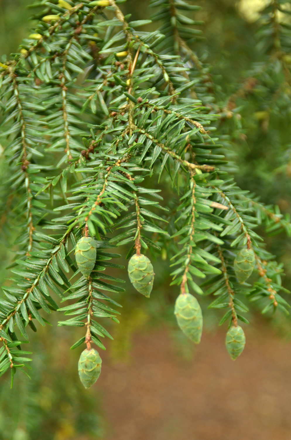 Tsuga canadensis 'Macrophylla' - Stuttgart-Hohenheim - Sept. 2023