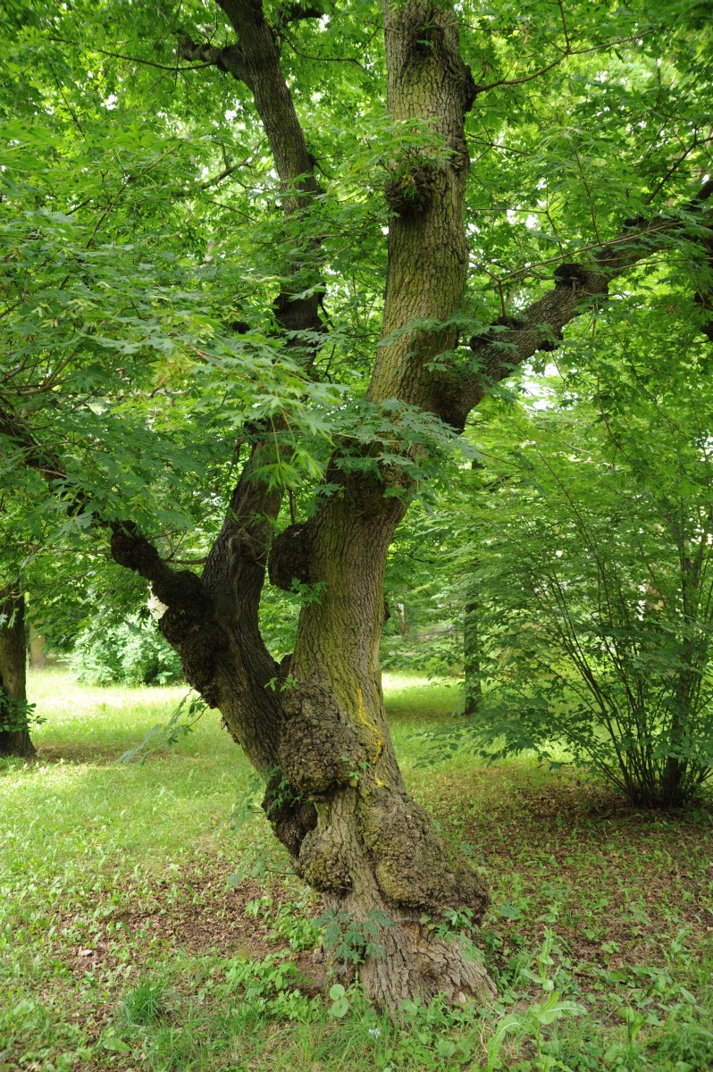 'Palmatifidum' Acer platanoides