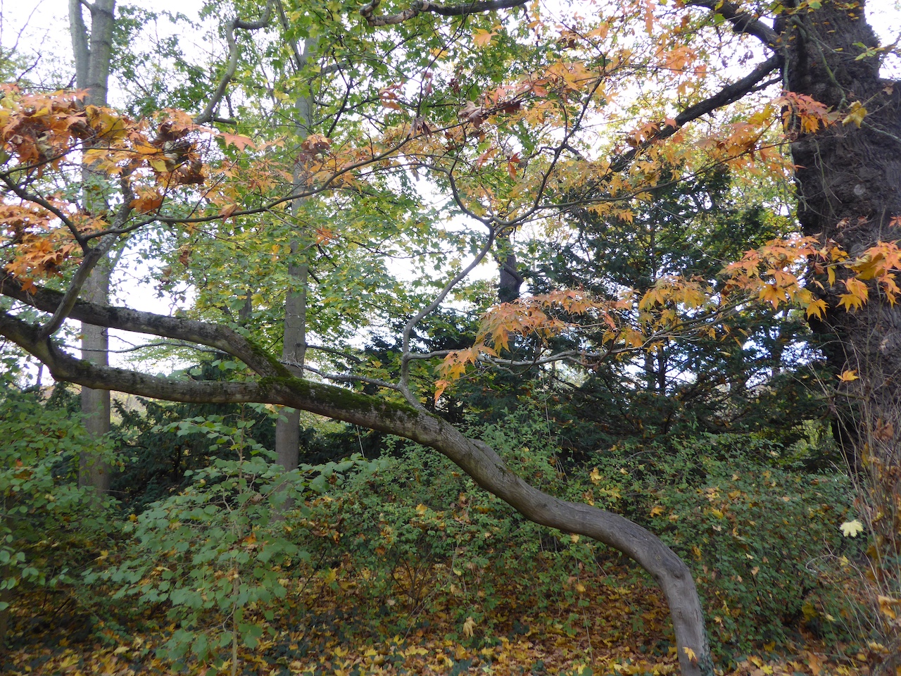 'Atropurpureum' Acer palmatum