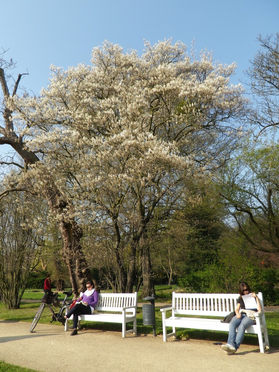× lamarckii Amelanchier