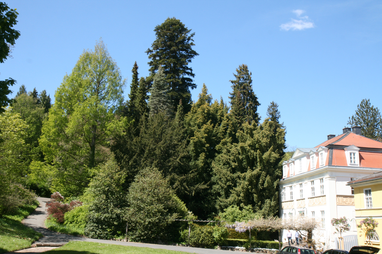 Abies nordmanniana - Wilhelmshöhe Kassel - Mai 2019