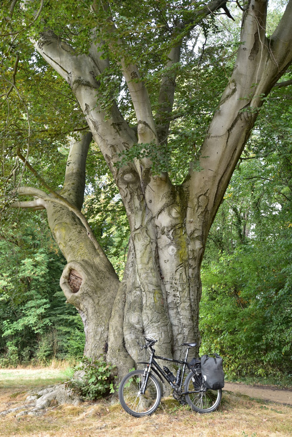 Blut-Buche - Püchau, Schlosspark - August 2018