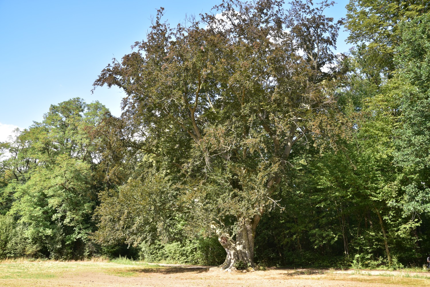 Blut-Buche - Püchau, Schlosspark - August 2018