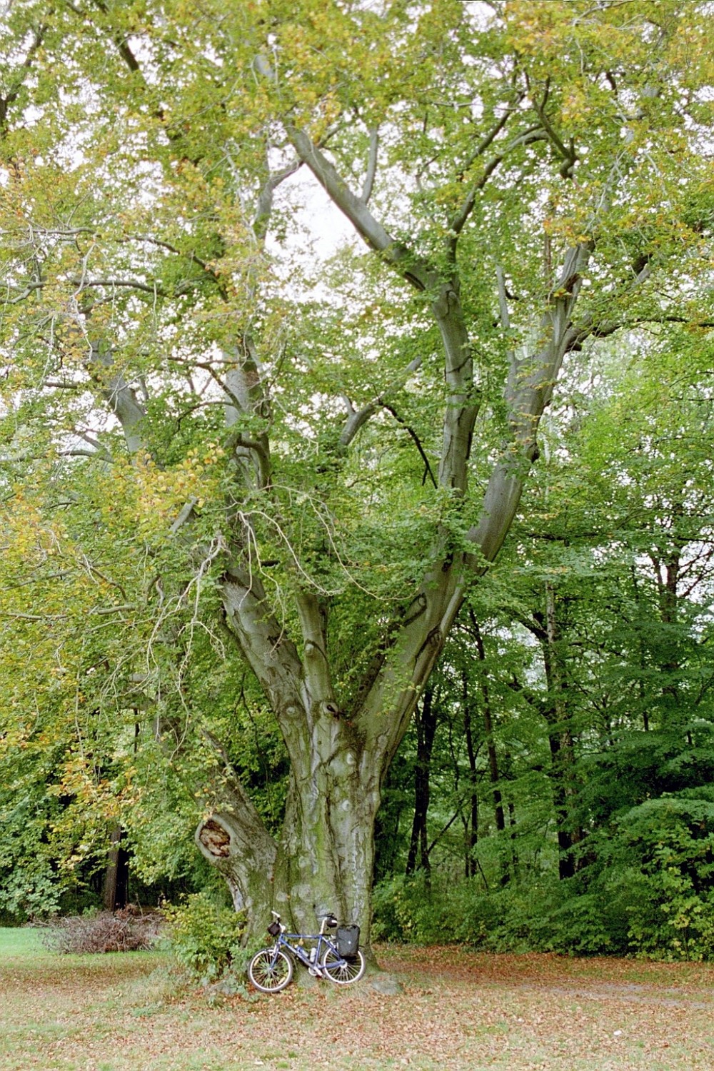 Blut-Buche - Püchau, Schlosspark - Oktober 2001