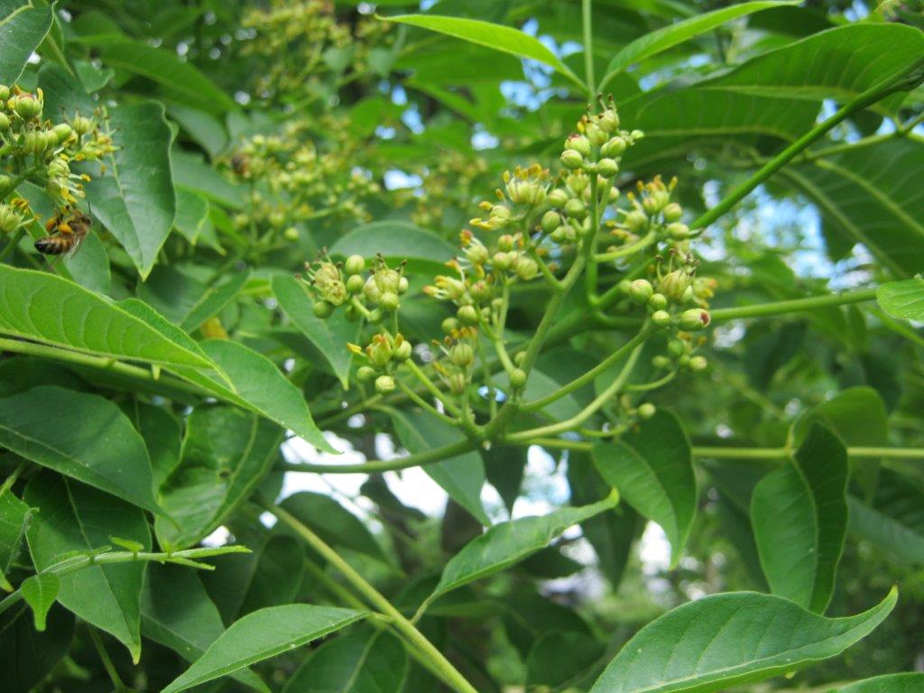 Phellodendron chinense - Gera - 2014