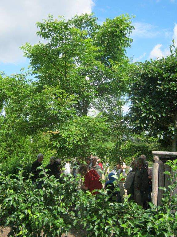 Phellodendron chinense - Gera - 2014