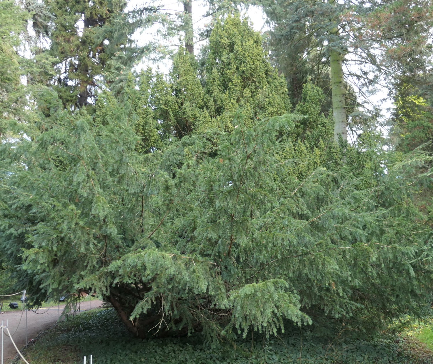 Taxus baccata 'Fastigiata Aurea'  (z.T.verdeckt) - Dresden-Pillnitz - Dezember 2012