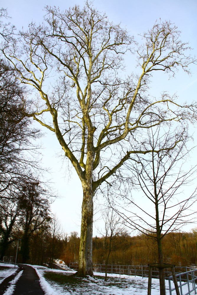 × hispanica Platanus