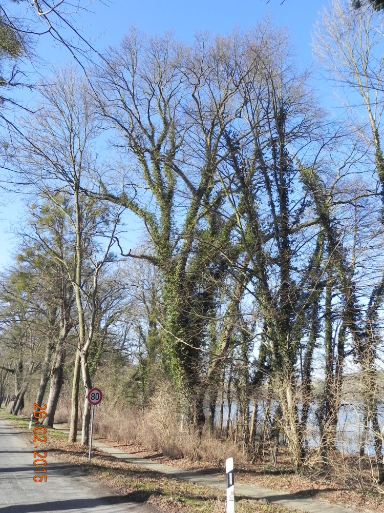 'Mespilifolia' petraea Quercus