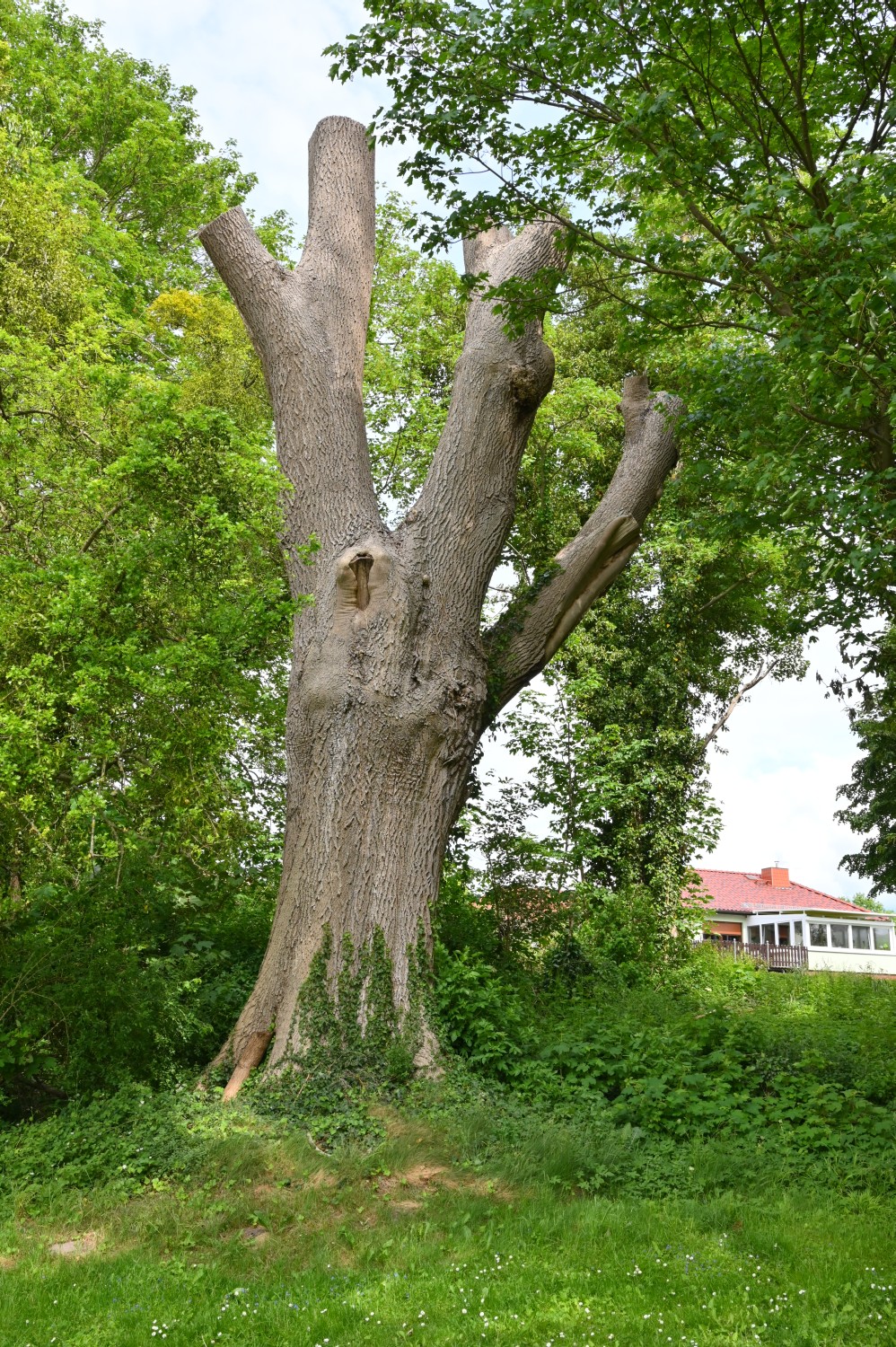 excelsior Fraxinus