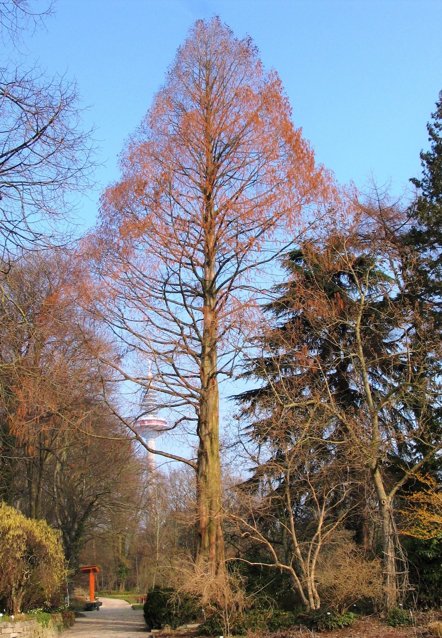 glyptostroboides Metasequoia