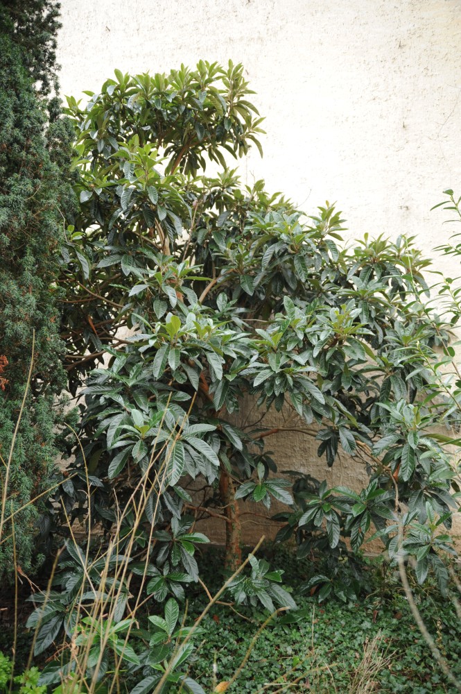 Eriobotrya japonica