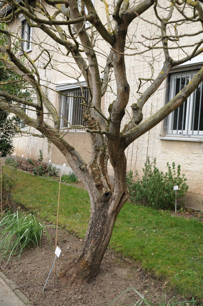 Pistacia vera