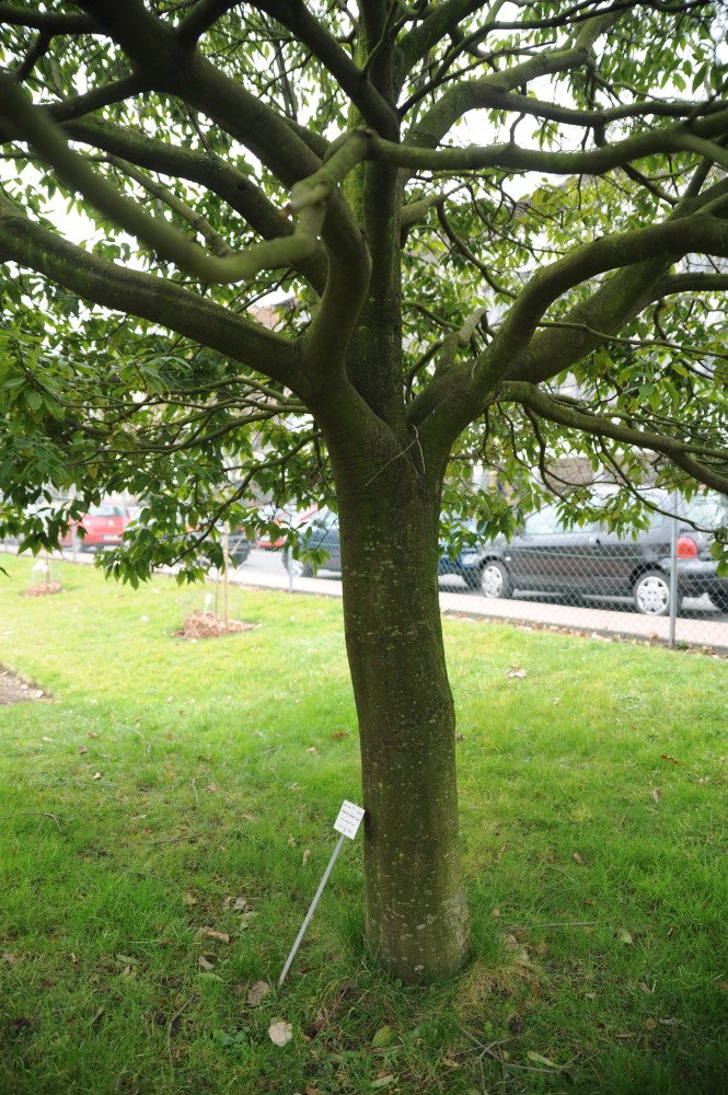 glauca Quercus