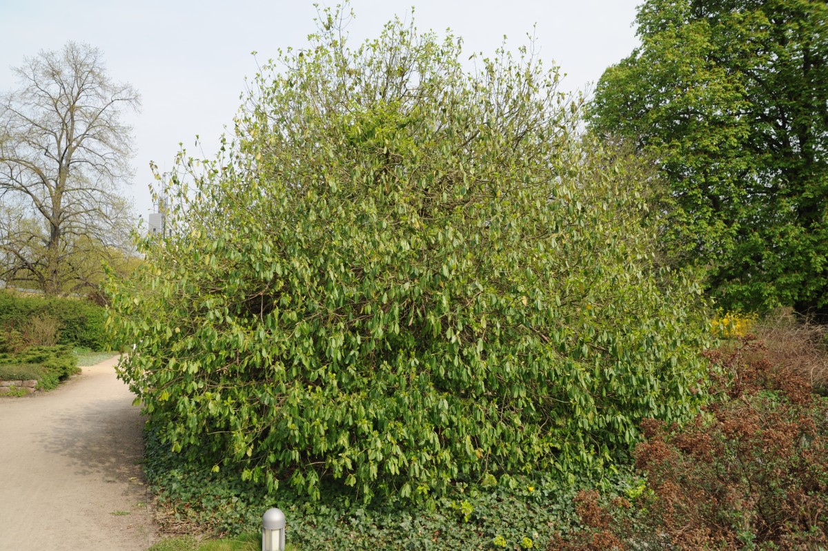 Euonymus kiautschovicus