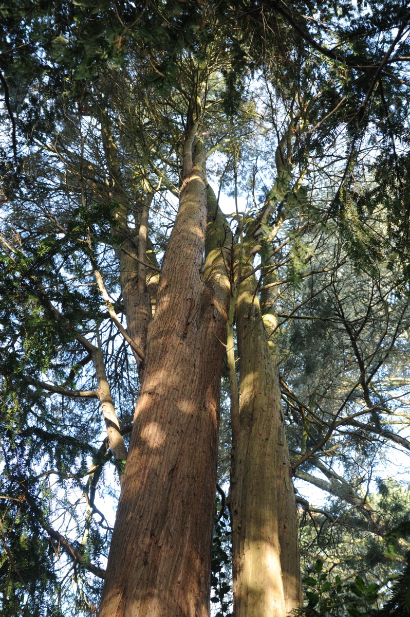 Juniperus virginiana
