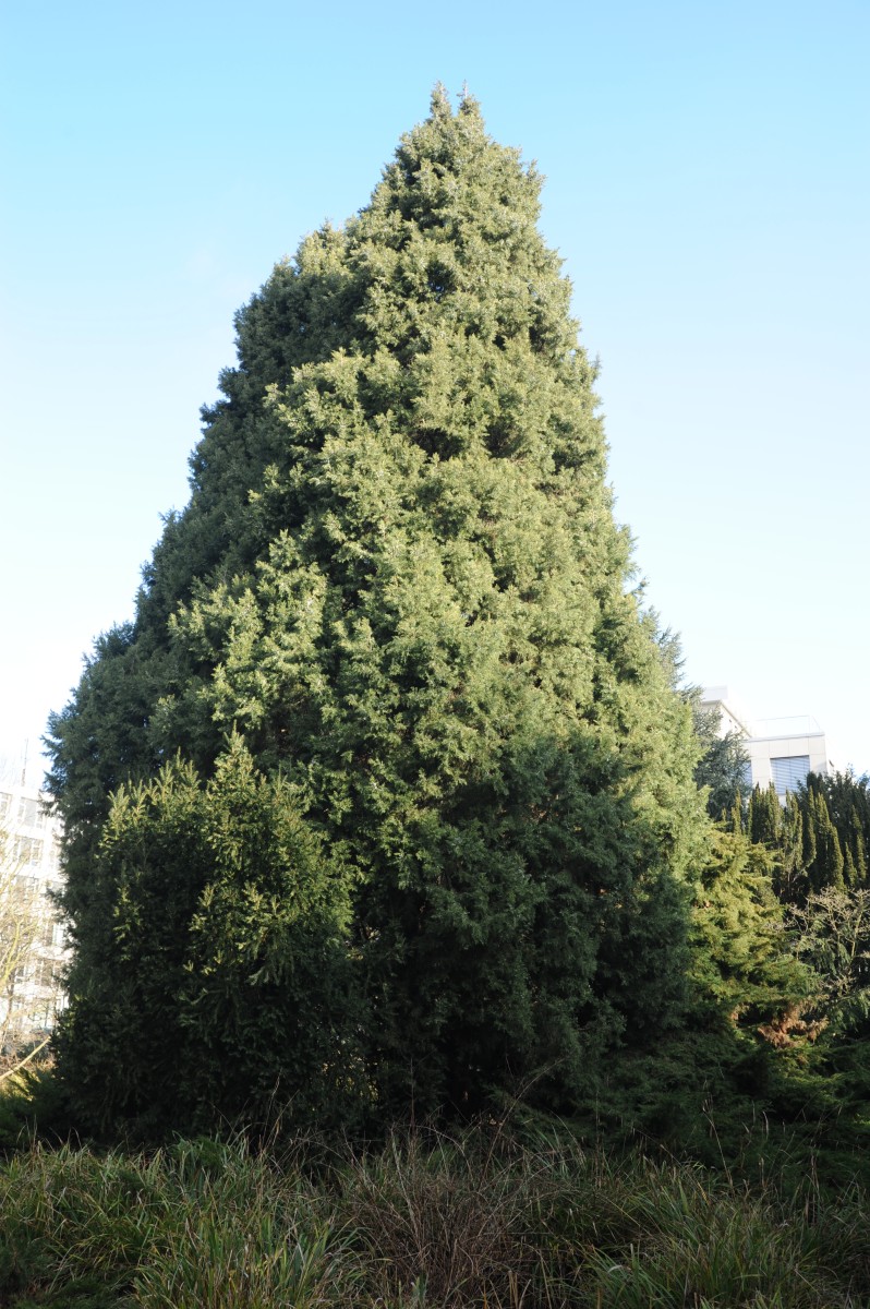 chinensis Juniperus var. chinensis
