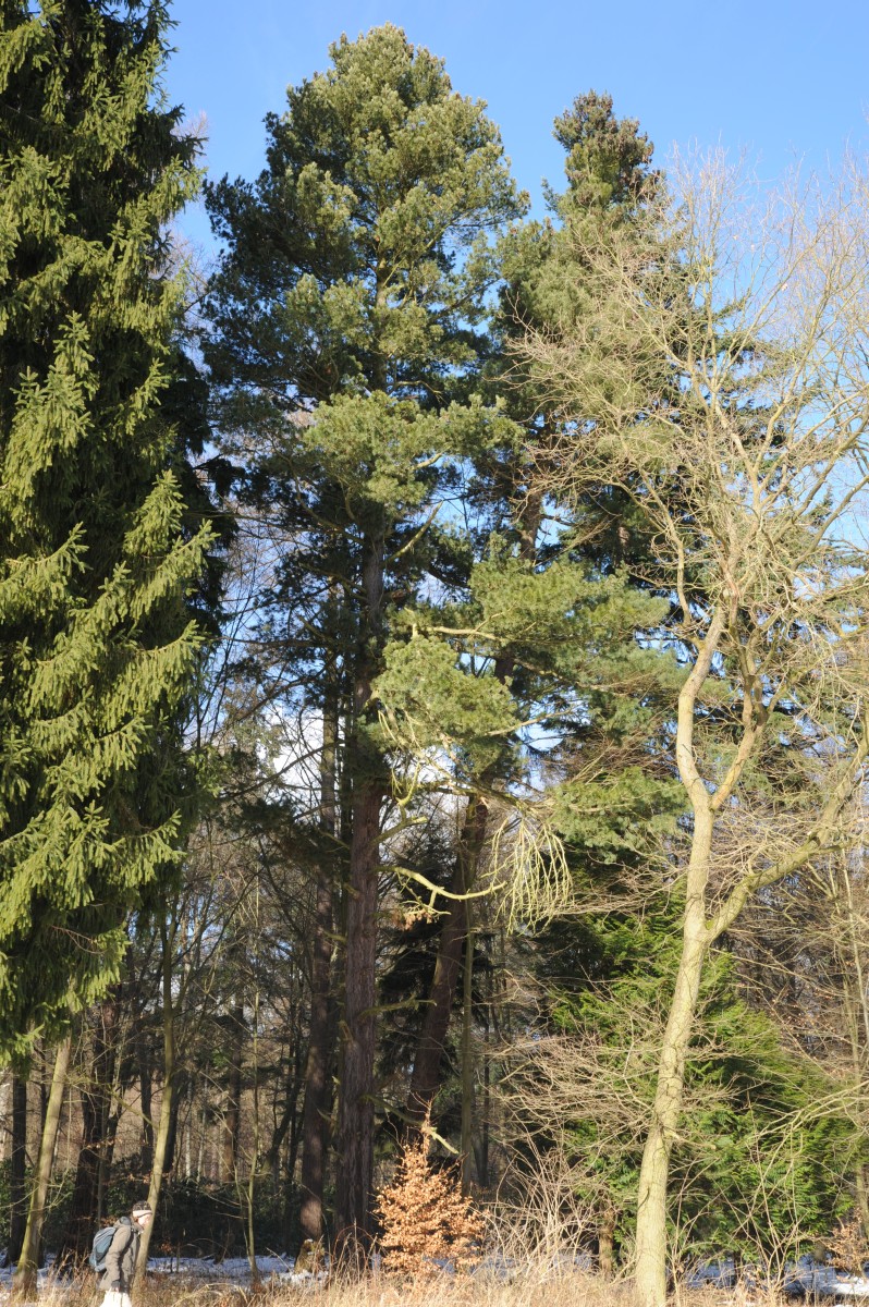 Rumelische Kiefer - Wiesenburg Schlosspark - Winter 2015