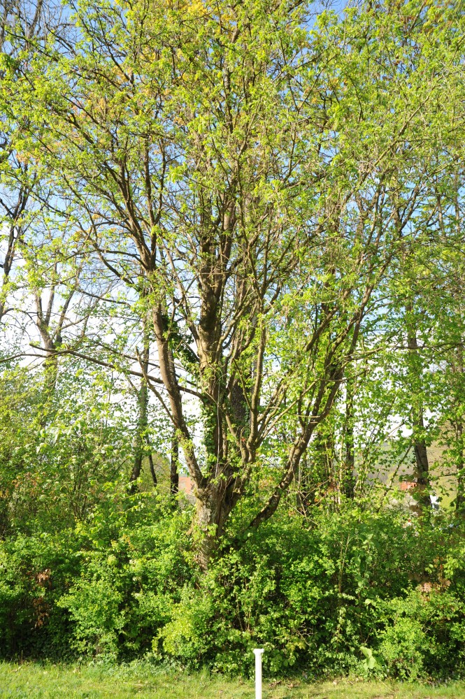 anagyroides Laburnum