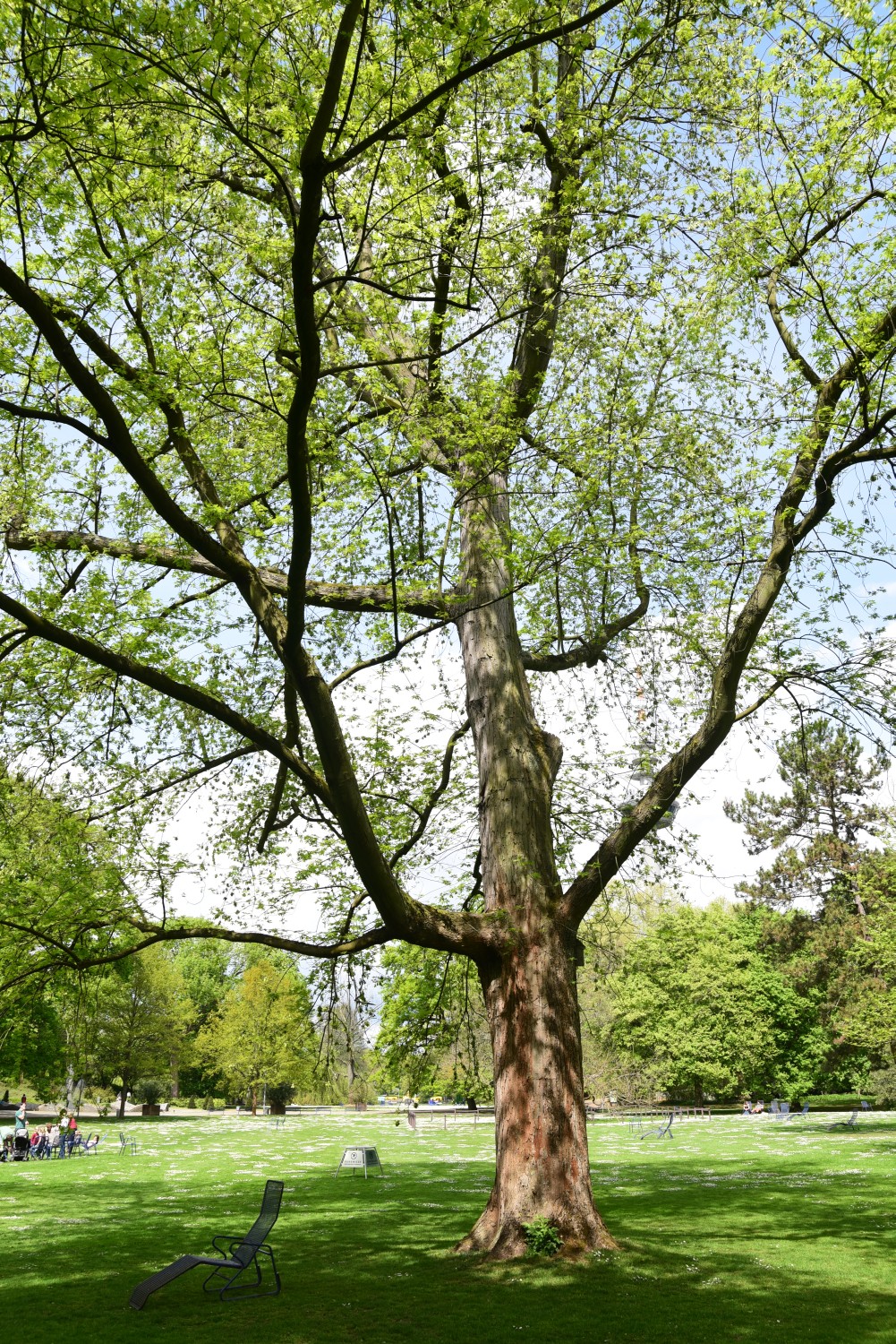 'Laciniatum Wieri' Acer saccharinum