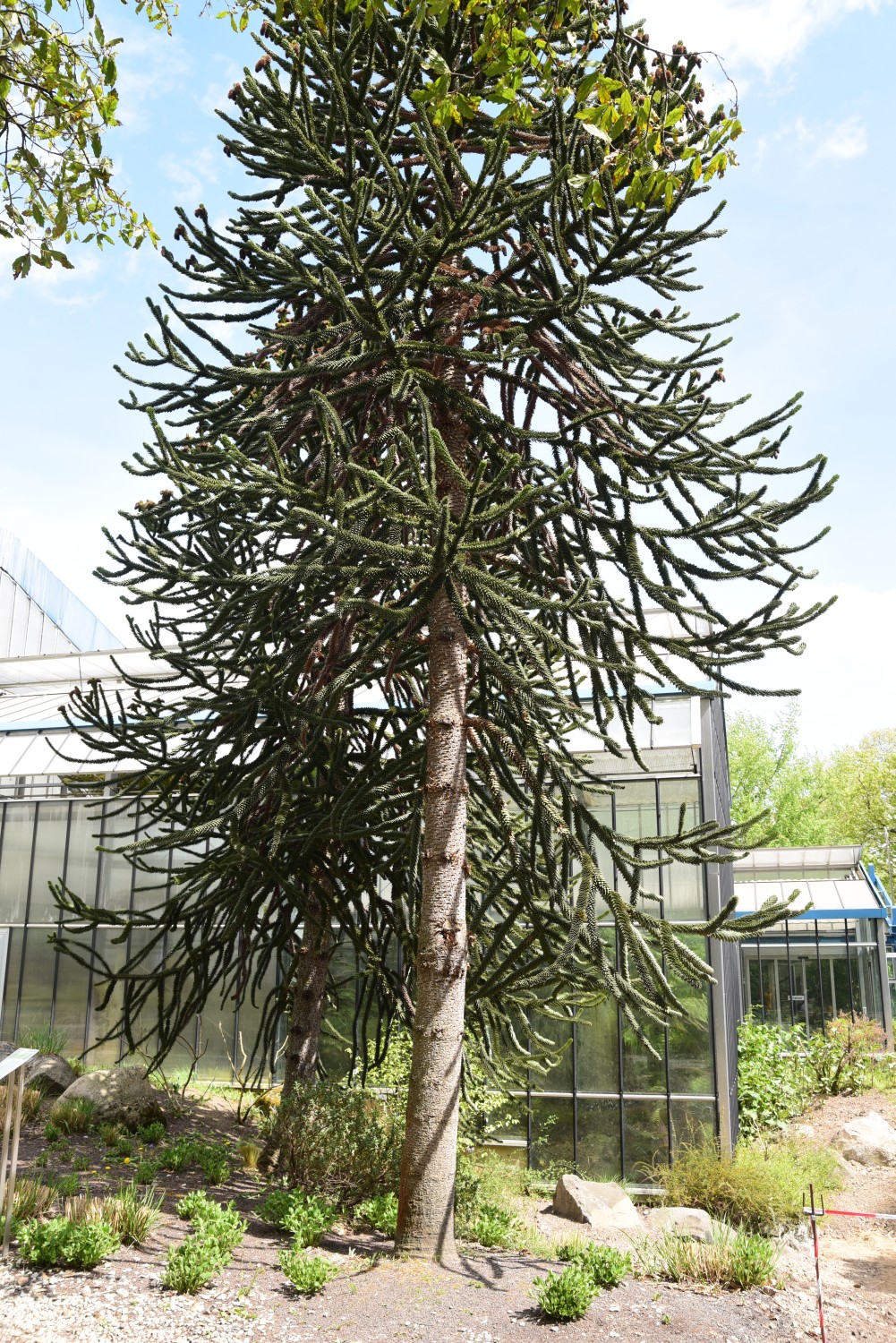 araucana Araucaria