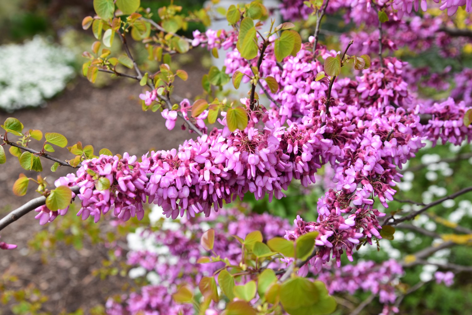 Cercis siliquastrum - Mannheim - 2015