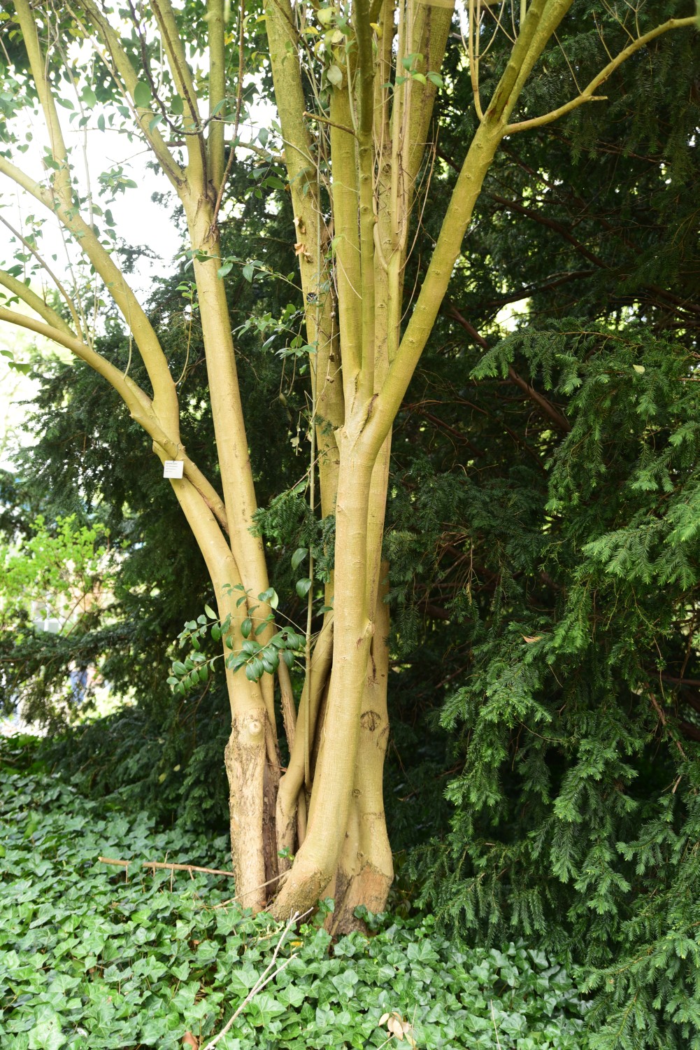 Ligustrum japonicum - Mannheim - 2015