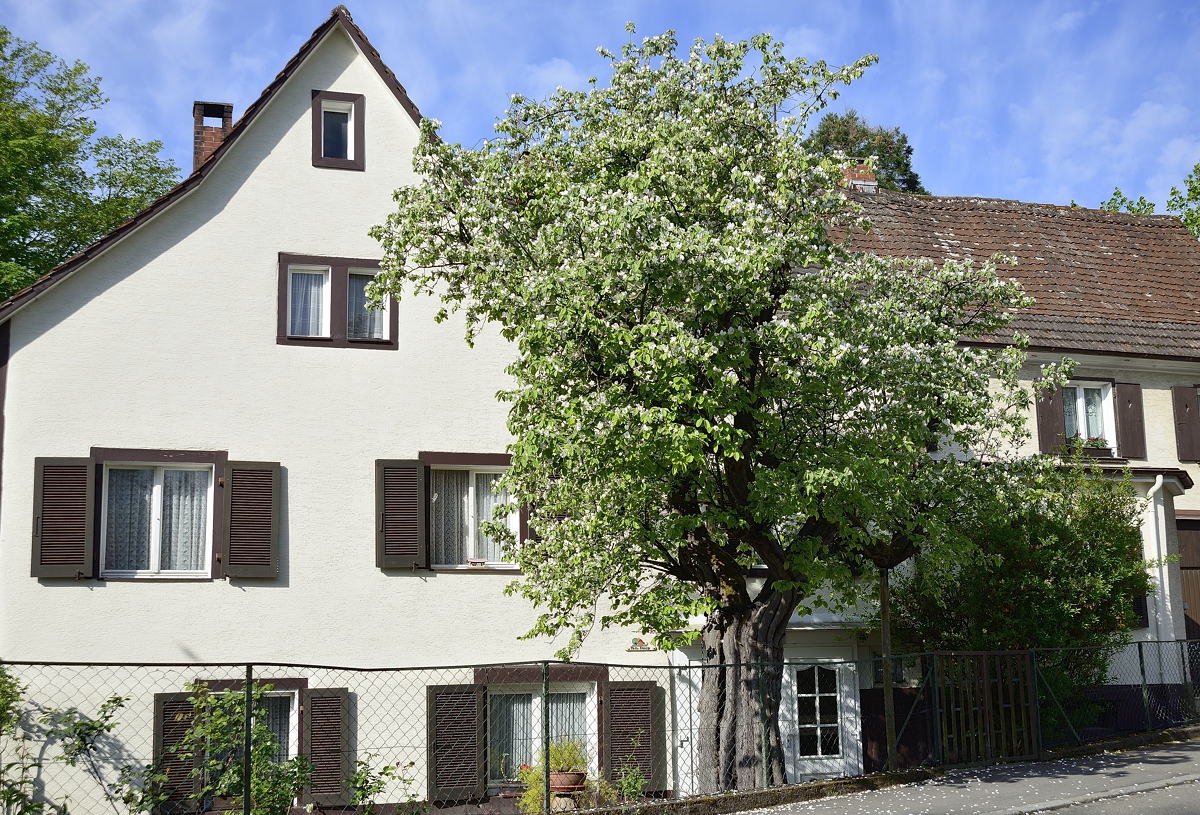 Cydonia oblonga - Müllheim - 2015