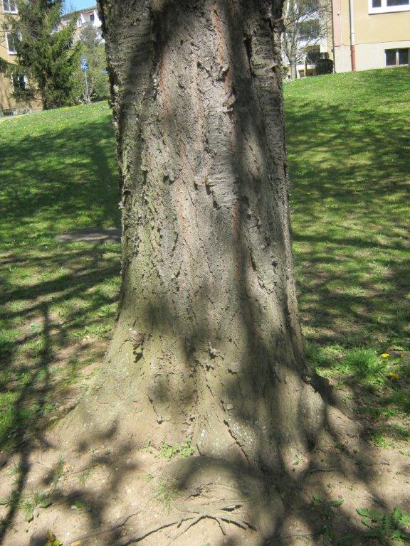 Prunus avium - Gera - 2015