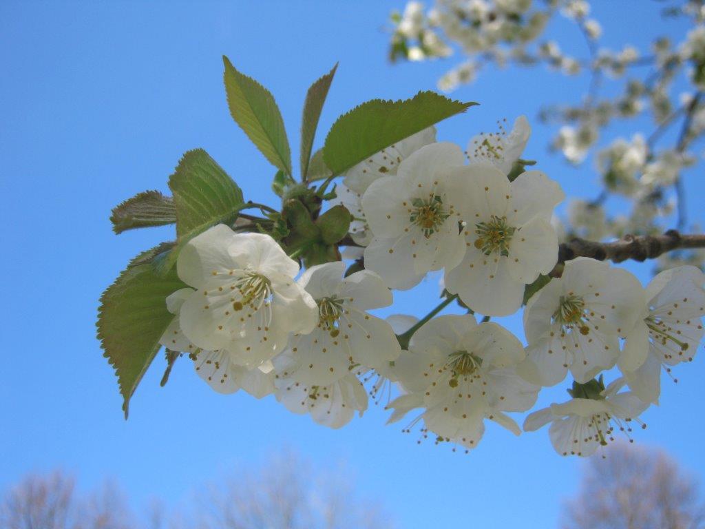 Prunus avium - Gera - 2015