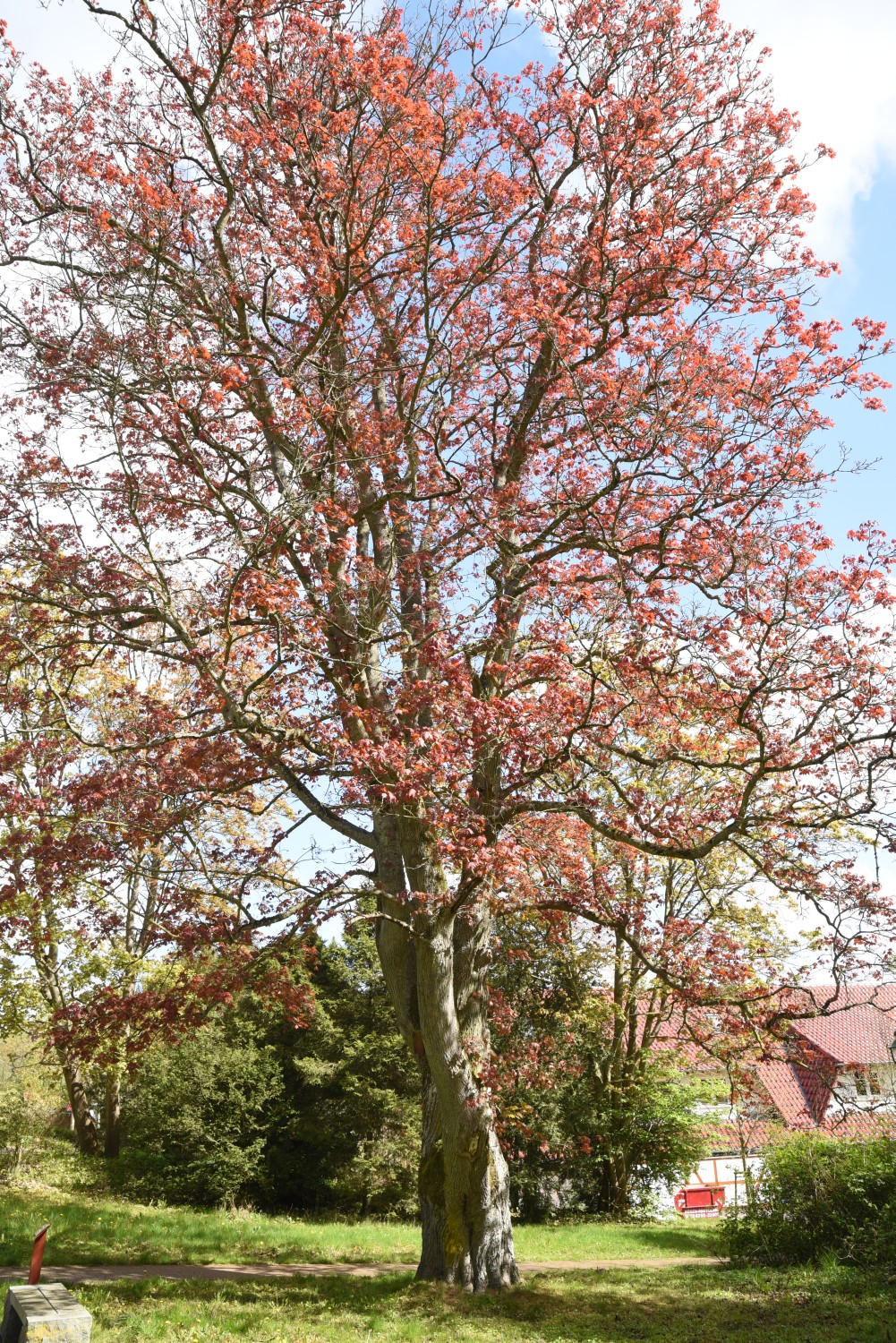 'Schwedleri' Acer platanoides