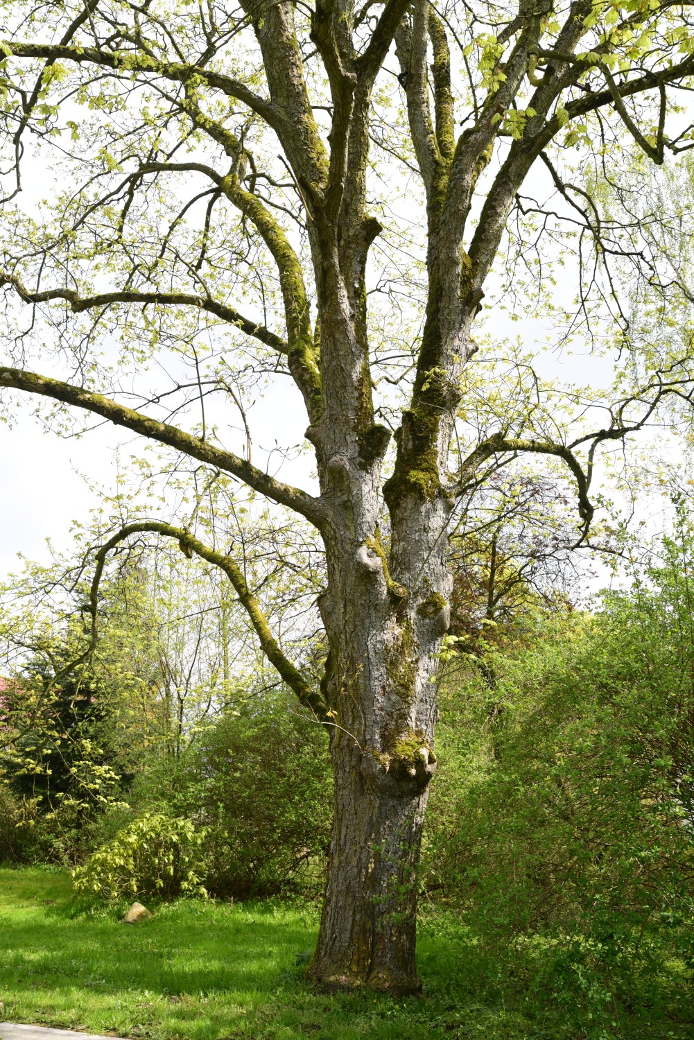 'Leopoldii' Acer pseudoplatanus