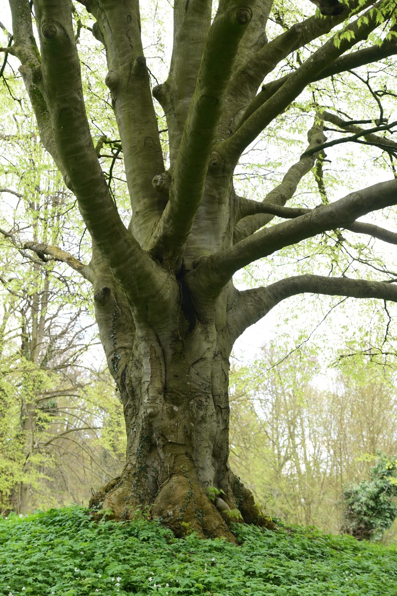 'Asplenifolia' Fagus sylvatica