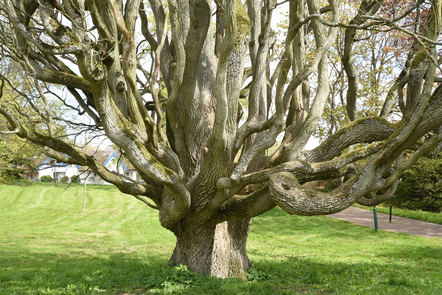 Quercus robur Fastigiata-Gruppe - Ralswiek - 2019