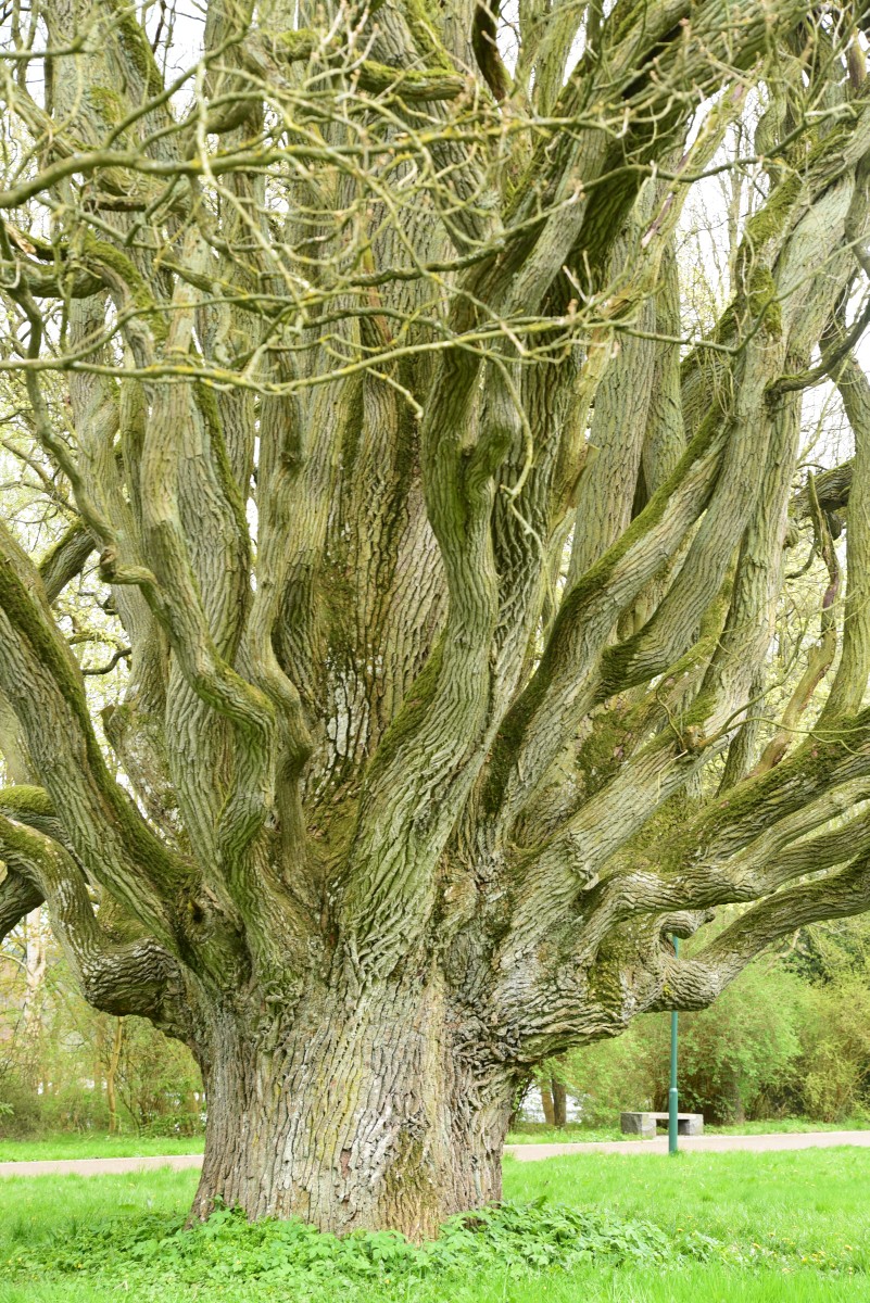 Fastigiata-Gruppe Quercus robur