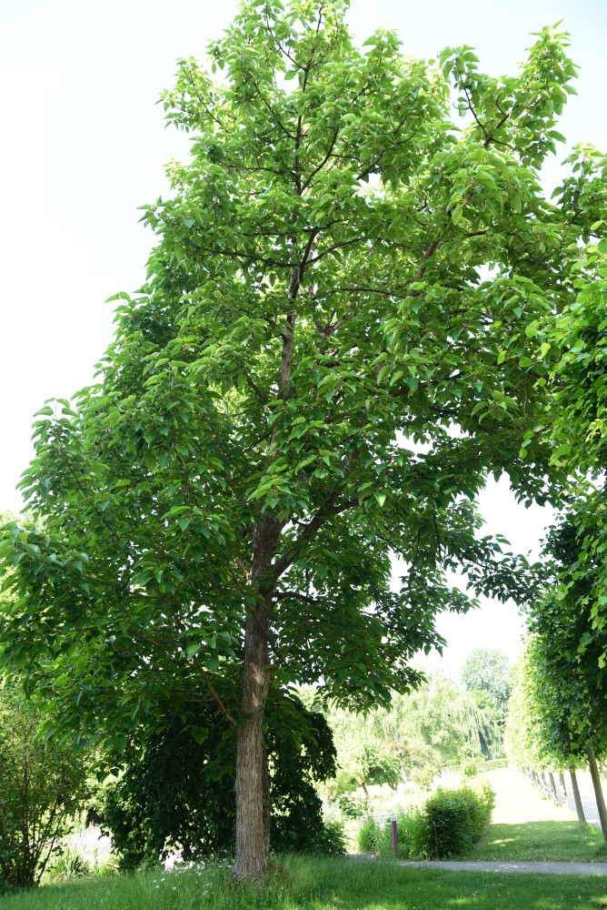 lasiocarpa Populus