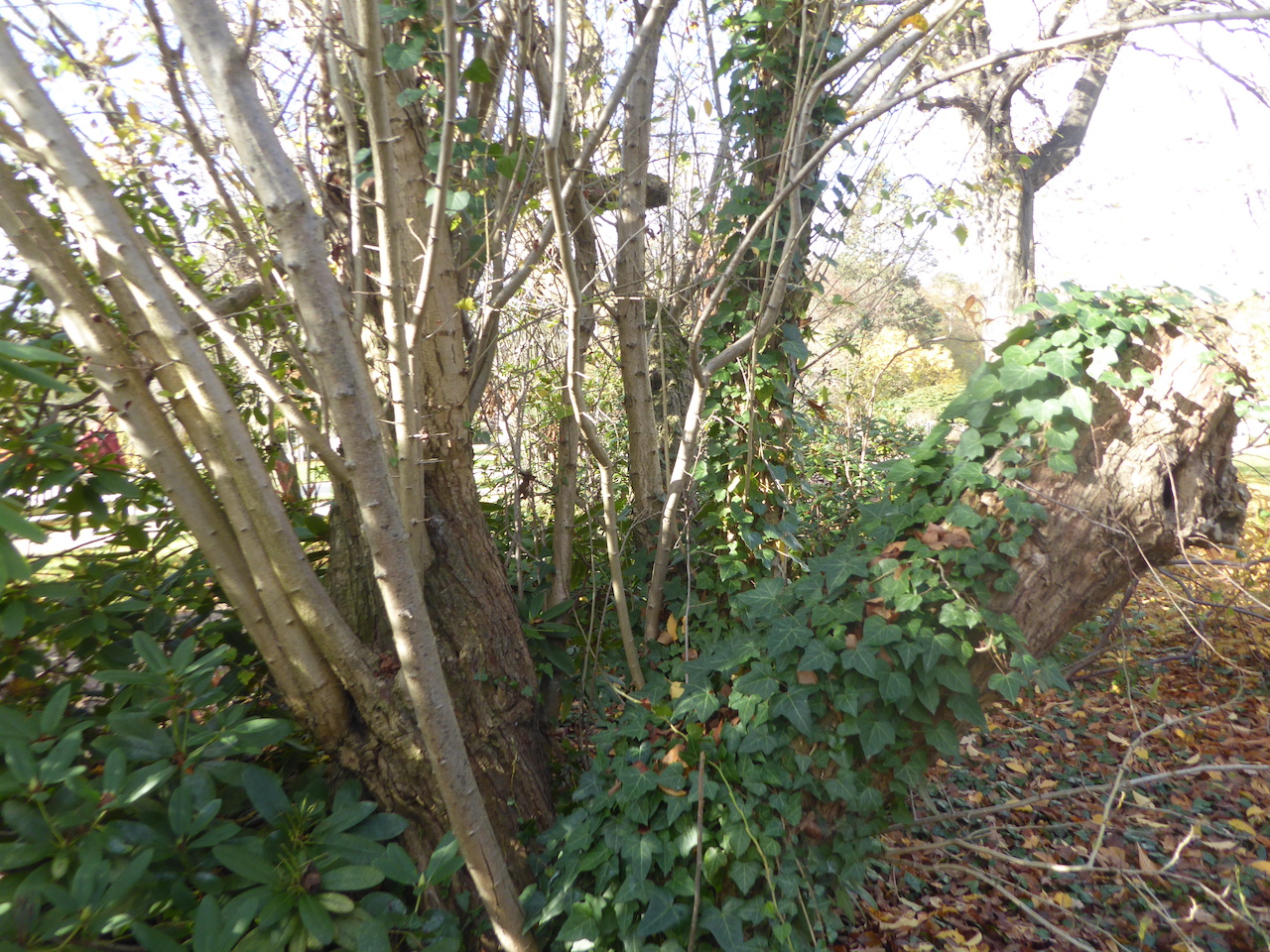 × Crataemespilus grandiflora