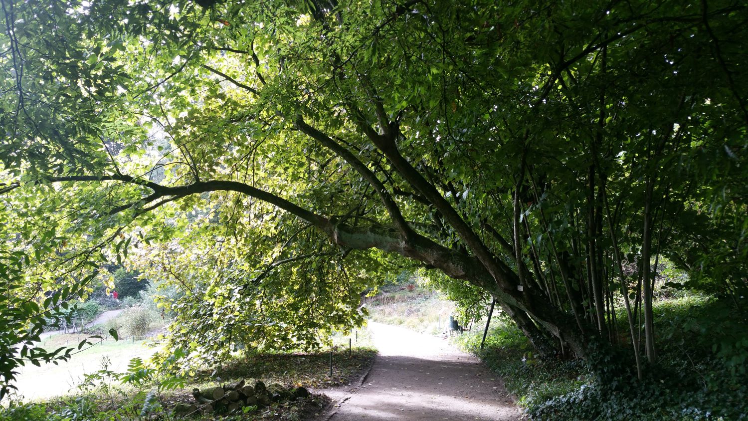 'Aurea' avellana Corylus