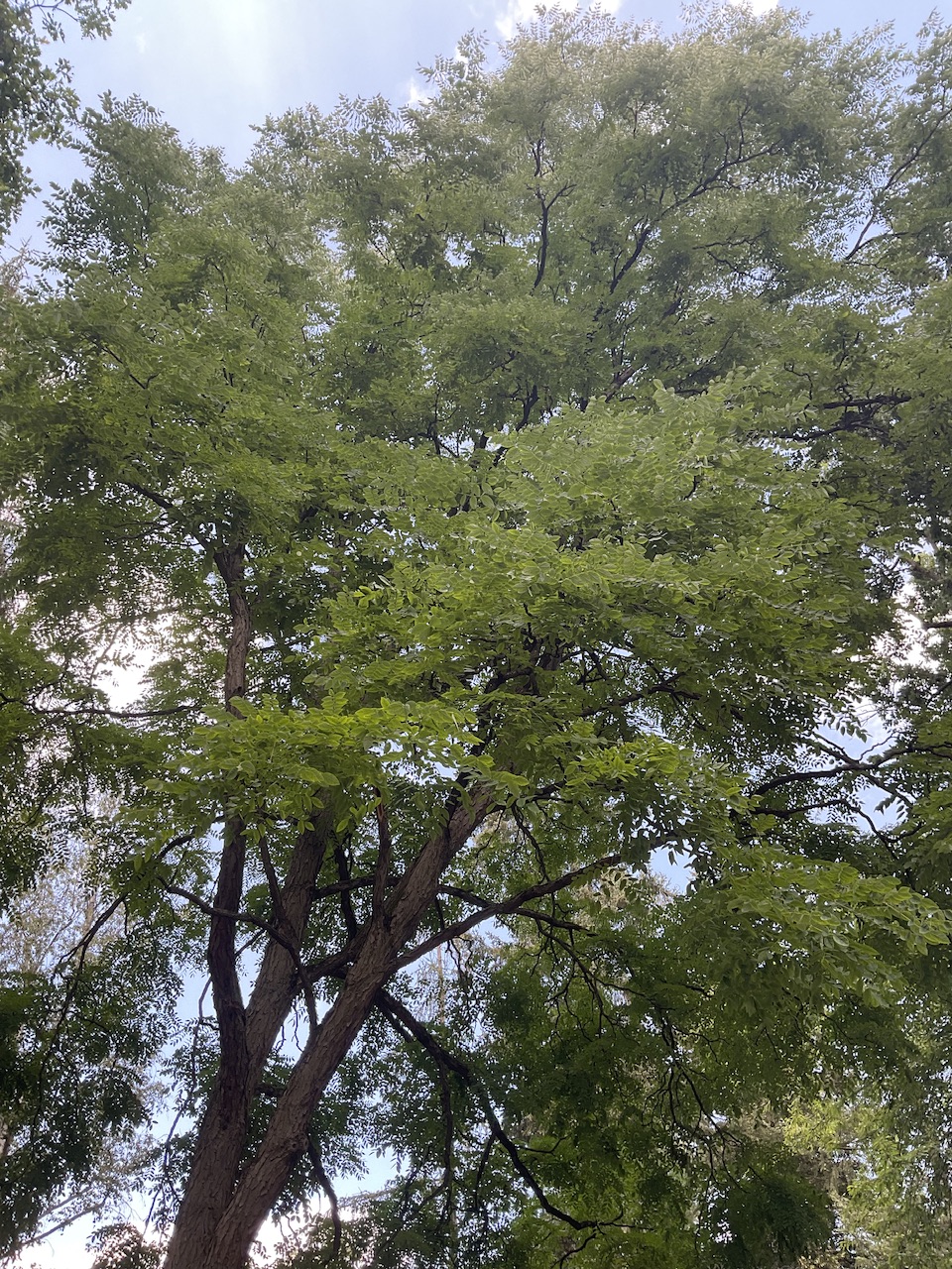 Gymnocladus dioicus - Stadtpark Nürnberg - Juli 2024