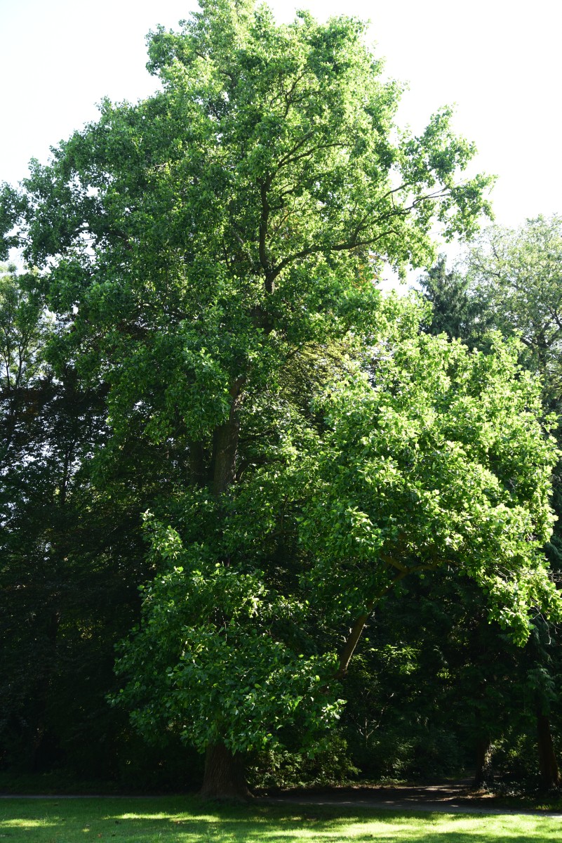 Liriodendron tulipifera