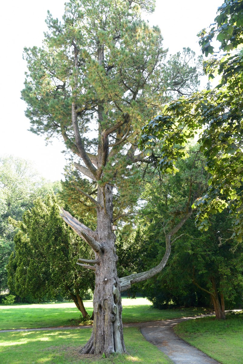 cembra Pinus