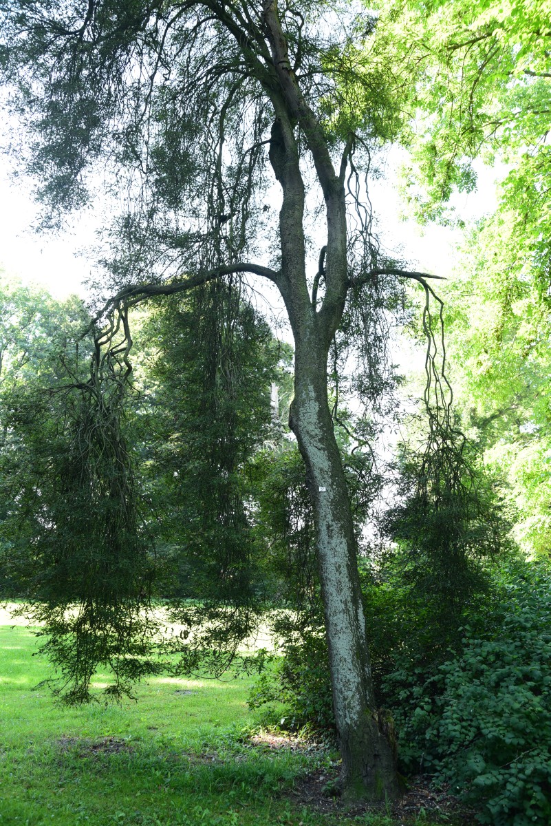 'Laciniata' Aesculus hippocastanum