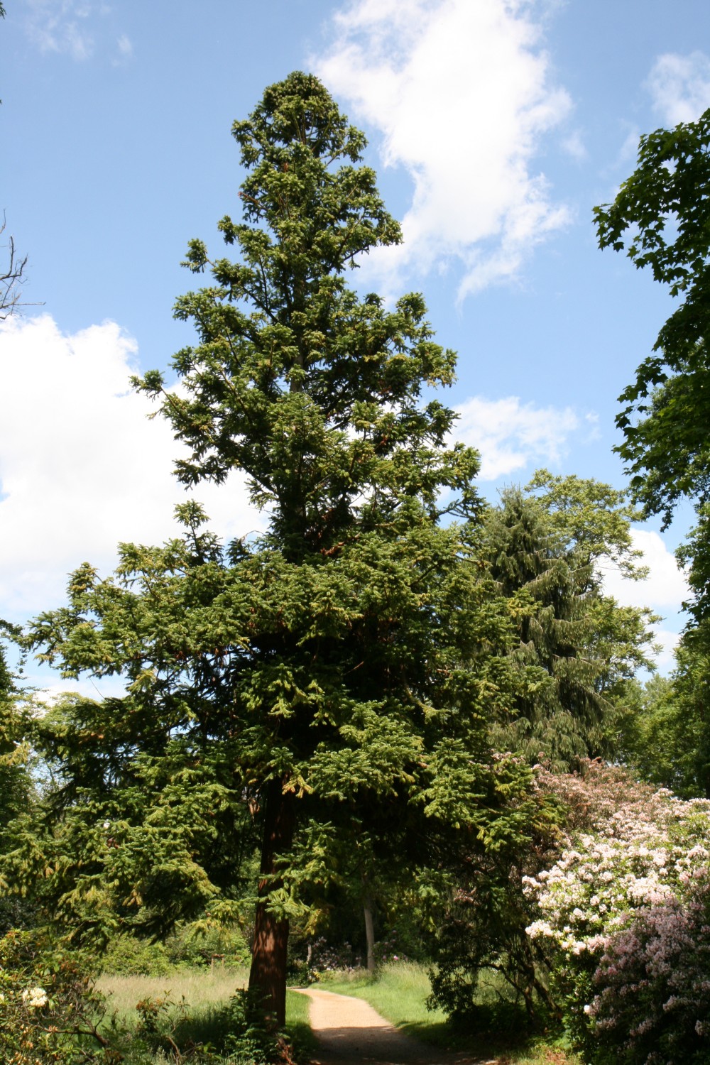 Cunninghamia lanceolata