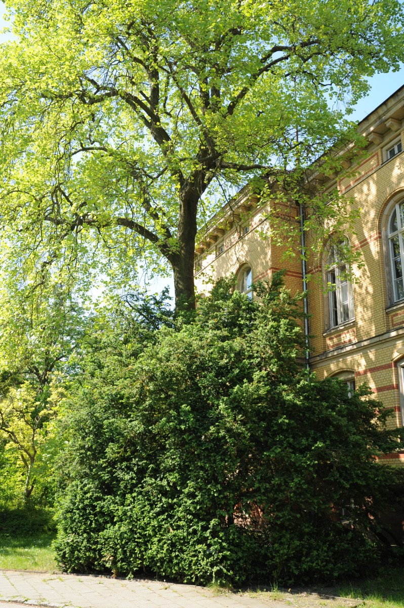 Buxus sempervirens 'Bullata' - Berlin-Marzahn, Griesinger Krankenhaus - 2014